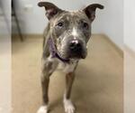 Small American Pit Bull Terrier