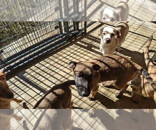 Medium Photo #25 German Shepherd Dog-Unknown Mix Puppy For Sale in Sebec, ME, USA