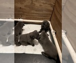 Puppy Puppy 8 Cane Corso