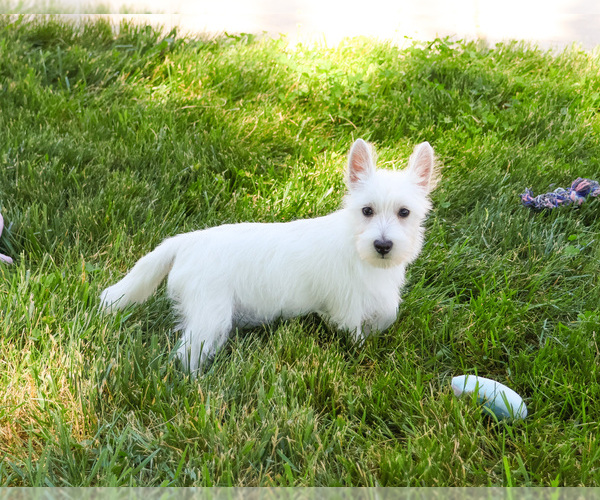 Medium Photo #6 West Highland White Terrier Puppy For Sale in SYRACUSE, IN, USA