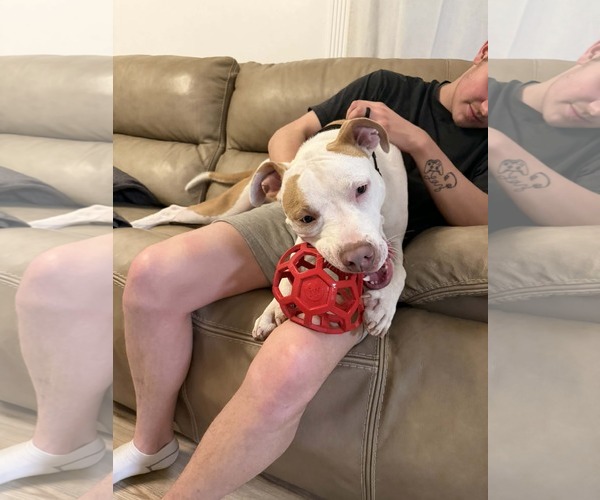 Medium Photo #6 Mutt Puppy For Sale in Sandy, UT, USA