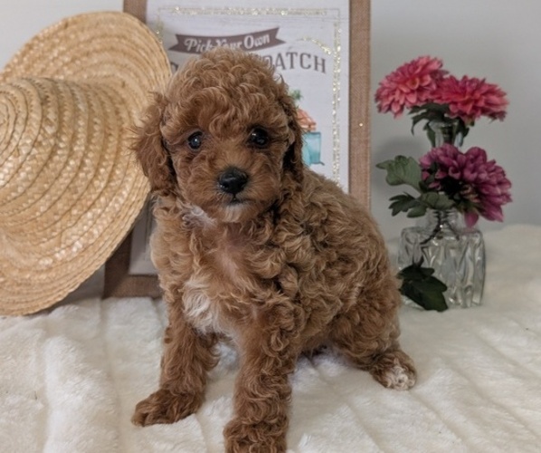 Medium Photo #2 Poodle (Miniature) Puppy For Sale in GOSHEN, IN, USA