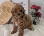 Small #1 Poodle (Miniature)