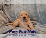 Puppy Navy Paw Male Golden Retriever