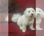 Small Photo #1 Maltese Puppy For Sale in ONTARIO, CA, USA