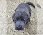 Small Photo #12 Tibetan Mastiff Puppy For Sale in PRINCETON, MN, USA