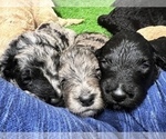 Small Photo #6 Aussiedoodle-Goldendoodle Mix Puppy For Sale in ETOWAH, TN, USA
