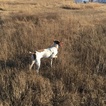 Small Photo #1 German Shorthaired Pointer Puppy For Sale in COALGATE, OK, USA