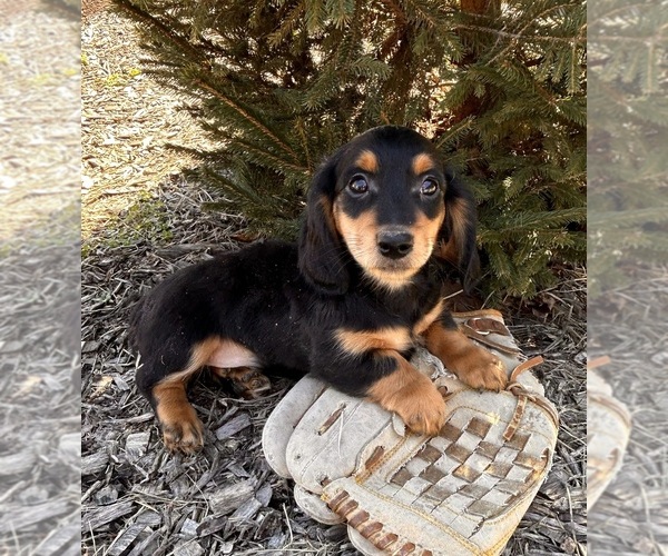 Medium Photo #1 Dachshund Puppy For Sale in MIDDLEBURY, IN, USA