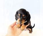 Small #2 Dachshund