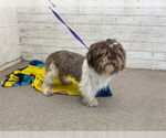 Small Shih Tzu