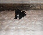 Small Photo #4 Shih Tzu Puppy For Sale in FRESNO, CA, USA