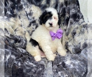 Cavapoo Puppy for sale in CAMPBELLSVILLE, KY, USA