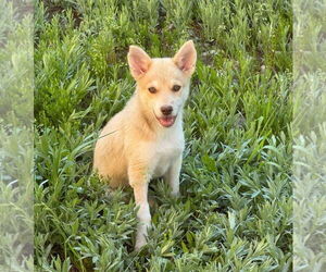 Mutt Dogs for adoption in Laramie, WY, USA
