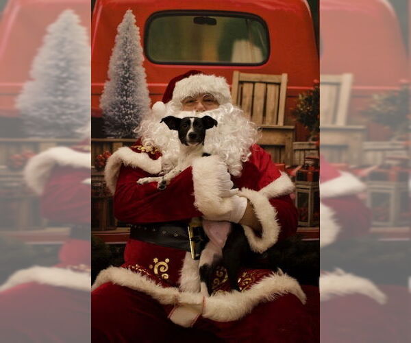 Medium Photo #2 Mutt Puppy For Sale in Mundelein, IL, USA