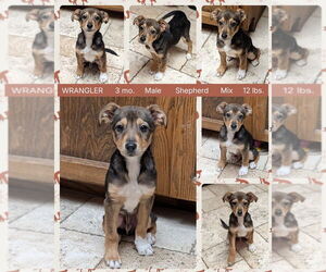 Mutt Dogs for adoption in Mesa, AZ, USA