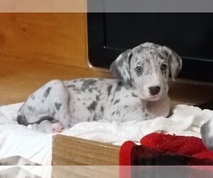 Great Dane Puppy for Sale in LAURENS, South Carolina USA