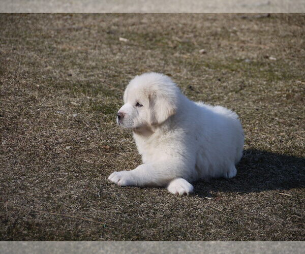 Medium Photo #12 Great Pyrenees-Tibetan Mastiff Mix Puppy For Sale in Lillooet, British Columbia, Canada