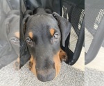 Small #8 Doberman Pinscher