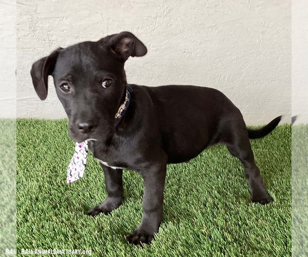 Medium Photo #3 American Staffordshire Terrier-Unknown Mix Puppy For Sale in San Diego, CA, USA