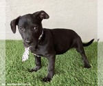 Small #2 American Staffordshire Terrier Mix