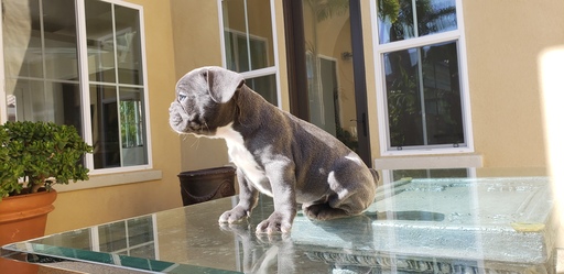 Medium Photo #6 French Bulldog Puppy For Sale in CHULA VISTA, CA, USA