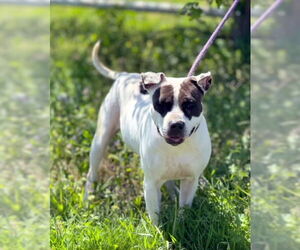 American Pit Bull Terrier-Unknown Mix Dogs for adoption in Pryor, OK, USA