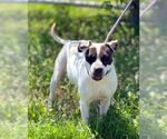 Small American Pit Bull Terrier Mix