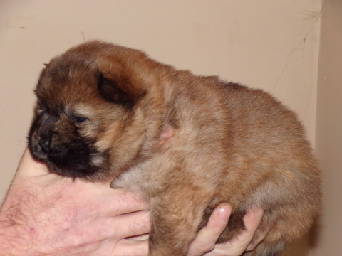 Medium Photo #2 Chow Chow Puppy For Sale in BOON, MI, USA