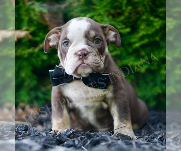 Medium Photo #4 English Bulldog Puppy For Sale in WARSAW, IN, USA