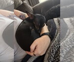 Small Photo #5 Miniature Pinscher-Unknown Mix Puppy For Sale in Orlando, FL, USA