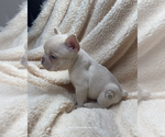 Small #3 French Bulldog