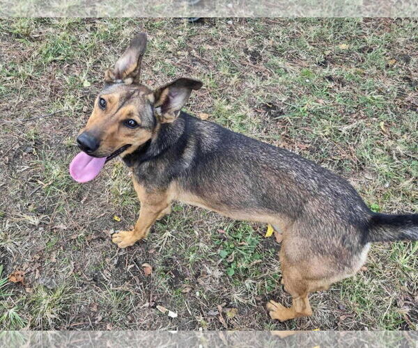 Medium Photo #5 German Shepherd Dog-Unknown Mix Puppy For Sale in Anniston, AL, USA