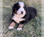 Puppy 1 Bernese Mountain Dog