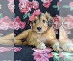 Small Photo #6 Sheltidoodle Puppy For Sale in CHRISTIANA, PA, USA