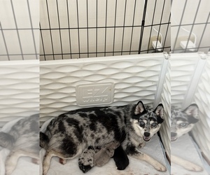 Mother of the Pomsky-Shiba Inu Mix puppies born on 11/17/2025