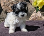 Small #2 Havanese