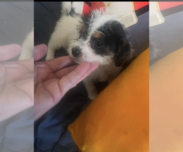 Medium Photo #1 Malchi-Poodle (Standard) Mix Puppy For Sale in VENETA, OR, USA