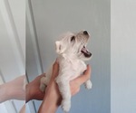 Small #4 Schnauzer (Miniature)