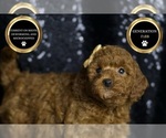 Small #7 Goldendoodle (Miniature)