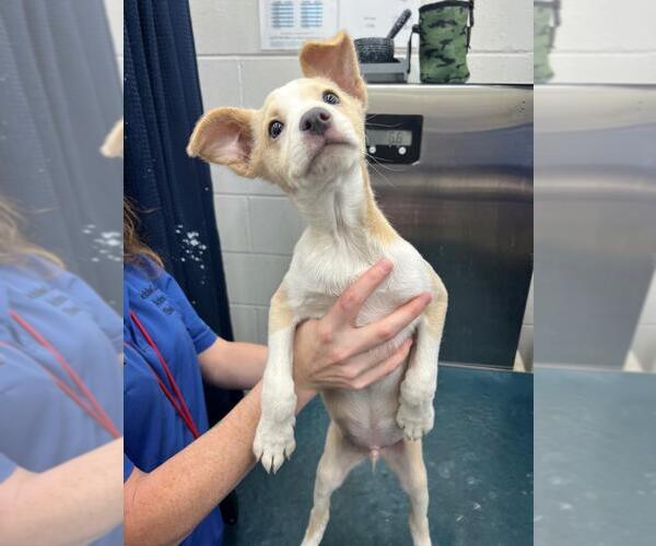 Medium Photo #1 Rat Terrier-Unknown Mix Puppy For Sale in Mobile, AL, USA