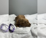 Small Photo #10 Goldendoodle Puppy For Sale in LAKELAND, FL, USA