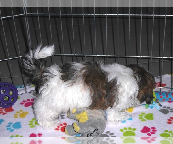 Medium Photo #11 Mal-Shi Puppy For Sale in ORO VALLEY, AZ, USA