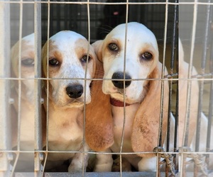 Basset Hound Puppy for sale in HATTIESBURG, MS, USA