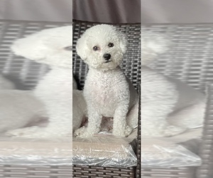 Mother of the Bichon Frise puppies born on 05/22/2022