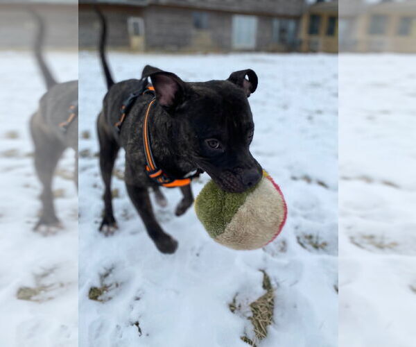 Medium Photo #13 American Pit Bull Terrier-Unknown Mix Puppy For Sale in Germantown, OH, USA