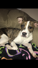 Mutt Dogs for adoption in BRENTWOOD, TN, USA