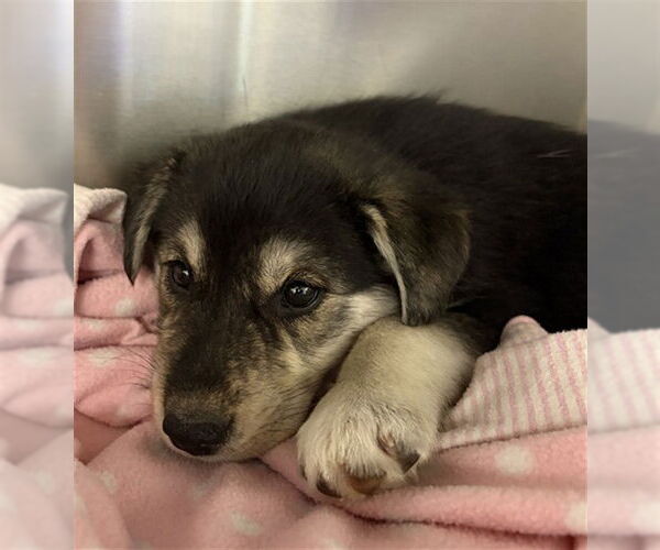 Medium Photo #1 German Shepherd Dog-Unknown Mix Puppy For Sale in Chula Vista, CA, USA