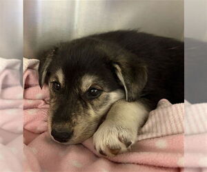 German Shepherd Dog Mix Dog for Adoption in Chula Vista, California USA