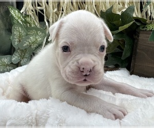 Boxer Puppy for sale in PAWNEE CITY, NE, USA